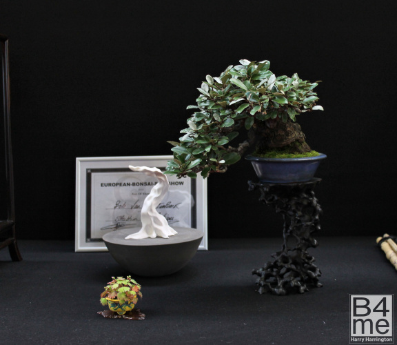 juniper bonsai